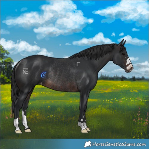 Horse Color:Brown Appaloosa Rabicano