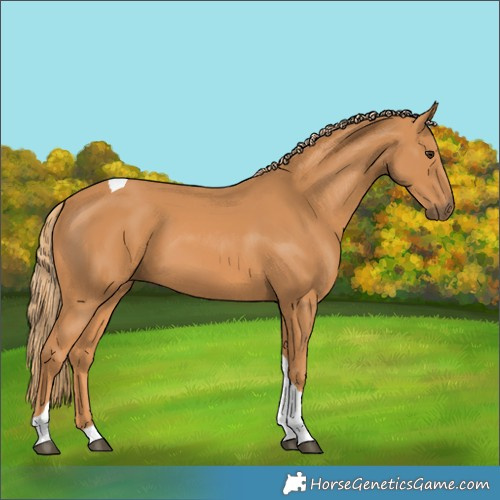 Horse Color:Chestnut Tobiano 