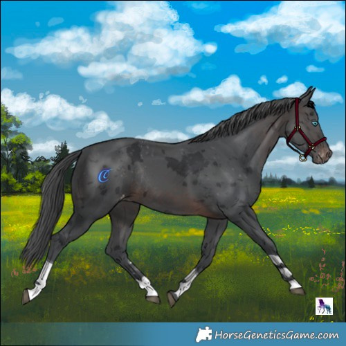 Horse Color:Brown Merle Tobiano Varnish Rabicano