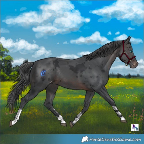 Horse Color:Brown Merle Tobiano Appaloosa Rabicano 