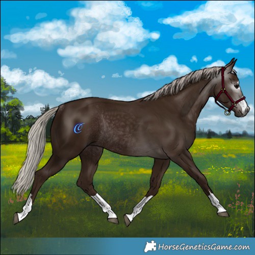 Horse Color:Gray Silver Black Rabicano 