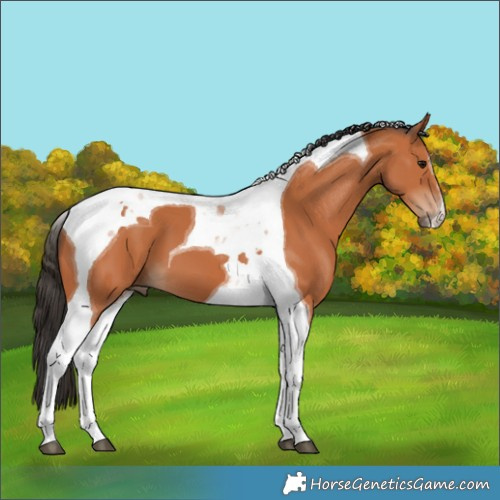 Horse Color:Bay Tobiano 