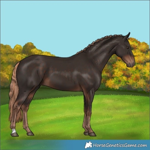 Horse Color:Liver Chestnut 