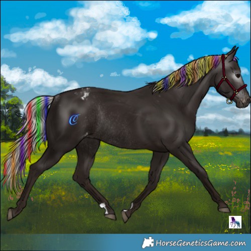 Horse Color:Gray Painted Silver Black Appaloosa Rabicano 