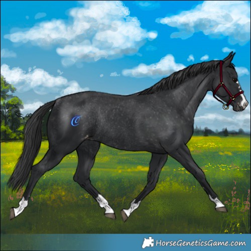 Horse Color:Black Appaloosa Rabicano