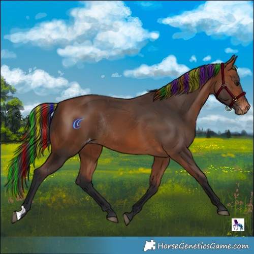 Horse Color:Painted Bay Appaloosa Rabicano 