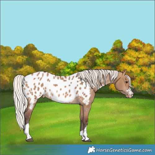 Horse Color:Silver Brown Dun Appaloosa
