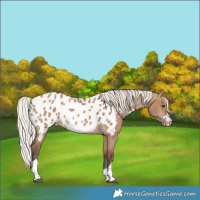 Horse Color:Silver Brown Dun Appaloosa