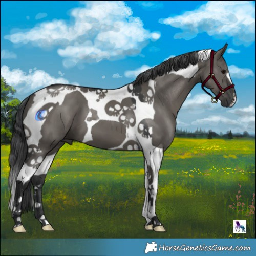 Horse Color:Grullo Tobiano 