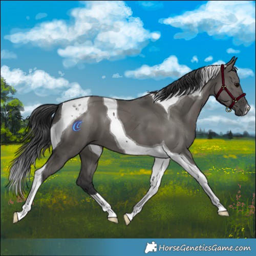 Horse Color:Grullo Tobiano 
