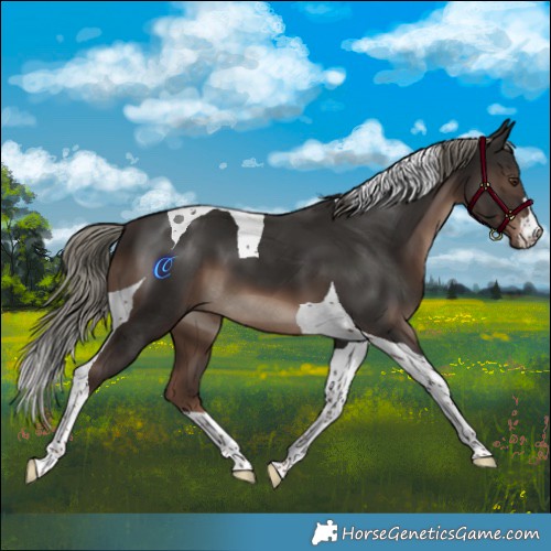 Horse Color:Liver Chestnut Mushroom Tobiano 