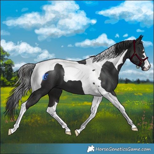 Horse Color:Liver Chestnut Tobiano 