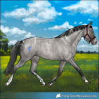 Horse Color:Powder White Grullo Roan Brindle