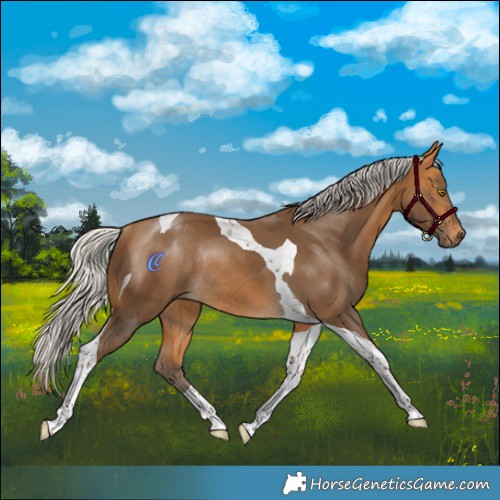 Horse Color:Silver Buckskin Tobiano Rabicano 