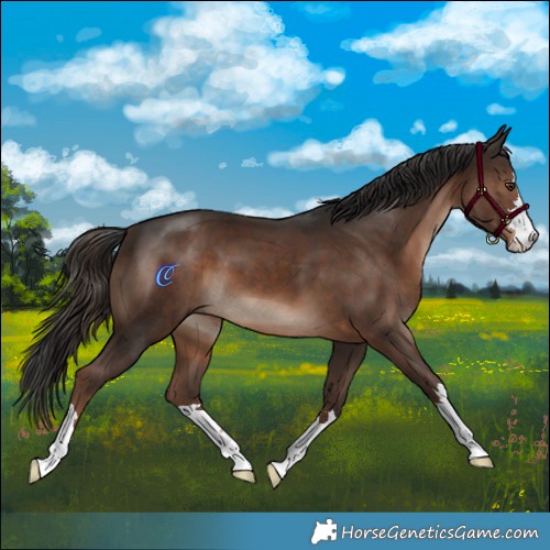 Horse Color:Liver Chestnut 
