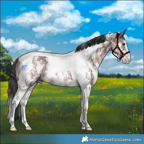 Horse Color:Liver Red Dun Sabino Tobiano Rabicano Brindle 