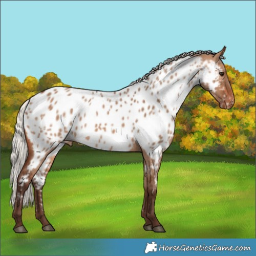 Horse Color:Silver Brown Dun Near Leopard 