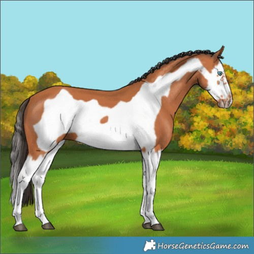 Horse Color:Bay Splash Frame 