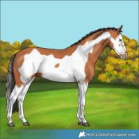 Horse Color:Bay Splash Frame 