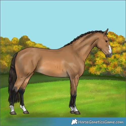 Horse Color:Gray Buckskin 