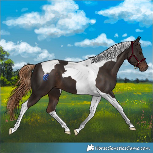 Horse Color:Liver Chestnut Tobiano 
