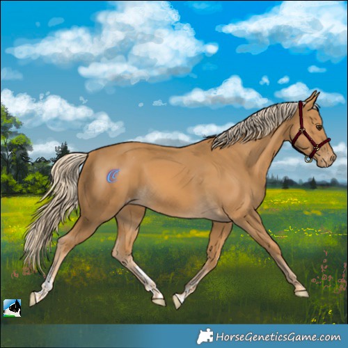 Horse Color:Palomino Sabino Appaloosa