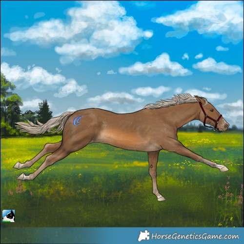 Horse Color:Chocolate Palomino Appaloosa Rabicano 