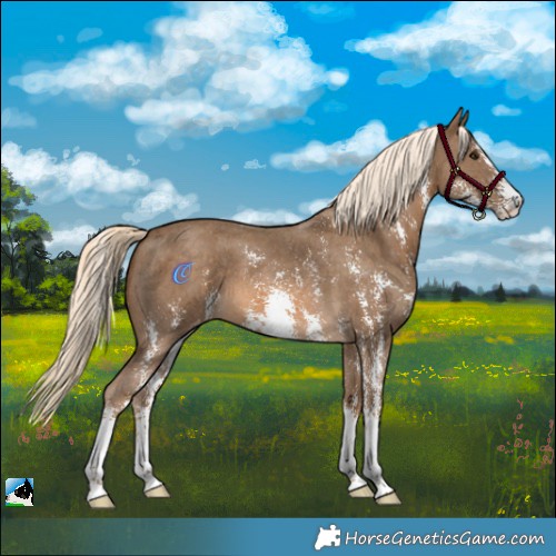 Horse Color:Chocolate Palomino Sabino Appaloosa 