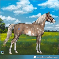 Horse Color:Chocolate Palomino Sabino Appaloosa