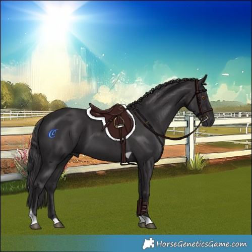 Horse Color:Smoky Black Tobiano 