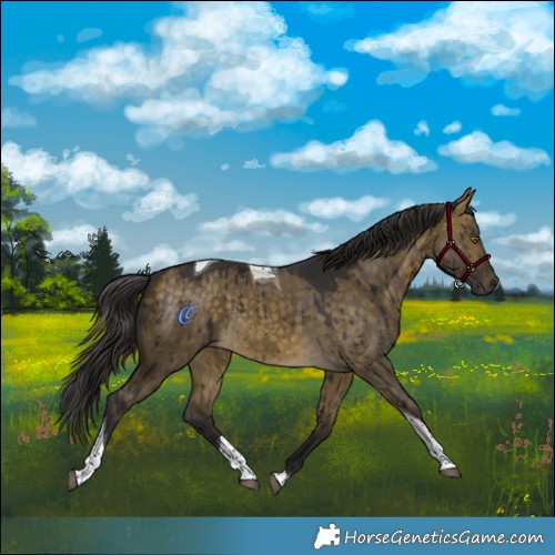 Horse Color:Buckskin Dun Tobiano Brindle 