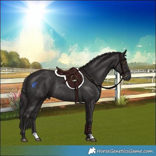 Horse Color:Smoky Black Rabicano