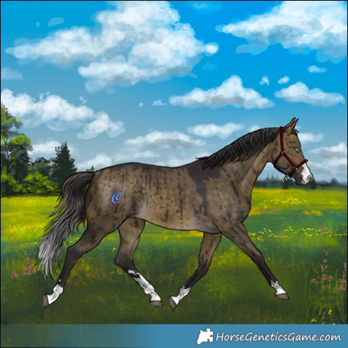 Horse Color:Buckskin Dun Rabicano Brindle 