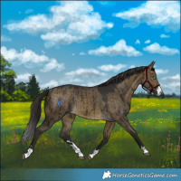 Horse Color:Buckskin Dun Rabicano Brindle 