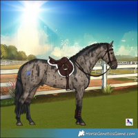 Horse Color:Brown Dun Rabicano Brindle