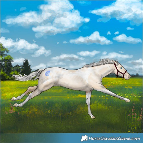 Horse Color:Powder White Silver Amber Champagne Pearl Dun Tobiano Blanket Rabicano