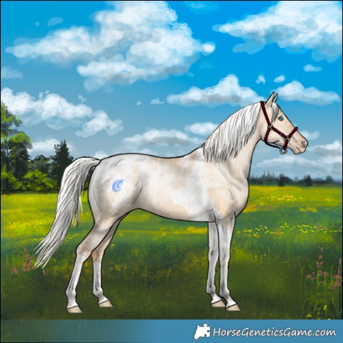 Horse Color:Powder White Silver Amber Champagne Pearl Dun Tobiano Rabicano  and Powder White Silver Bay Pearl Dun Tobiano Appaloosa Rabicano 