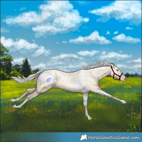 Horse Color:Powder White Silver Amber Champagne Pearl Dun Tobiano Rabicano  and Powder White Silver Bay Pearl Dun Tobiano Blanket Rabicano 