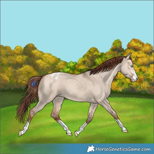Horse Color:Amber Champagne Dun Appaloosa