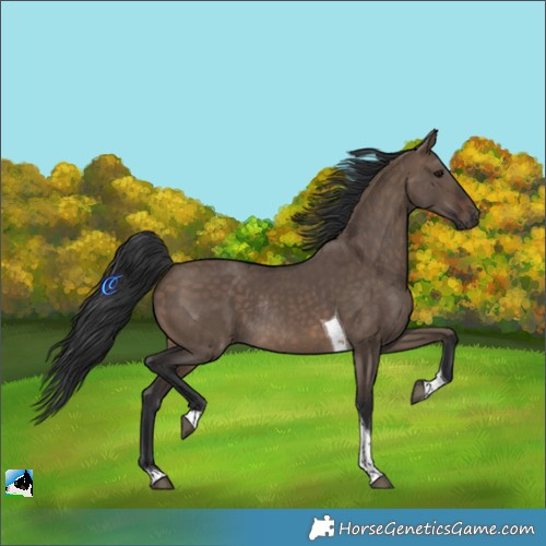 Horse Color:Brown Dun Tobiano Rabicano 