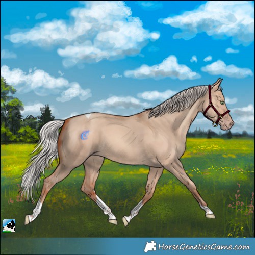 Horse Color:Silver Amber Champagne Dun Tobiano 