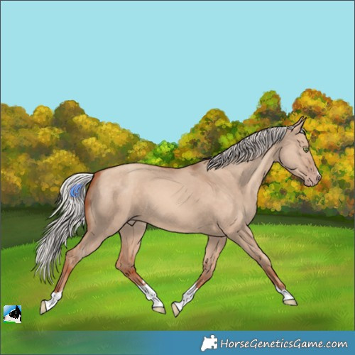 Horse Color:Silver Amber Champagne Dun Tobiano 