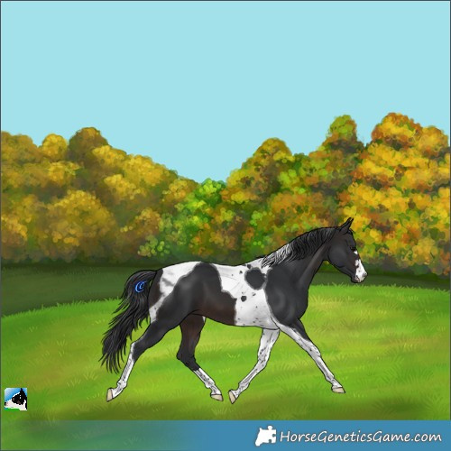 Horse Color:Brown Tobiano 