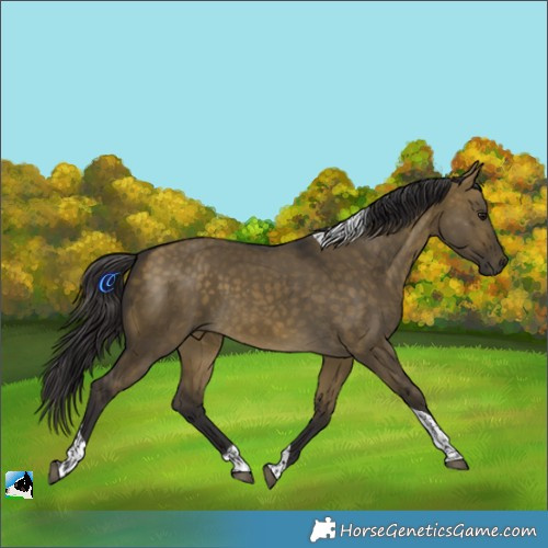 Horse Color:Buckskin Dun Tobiano 