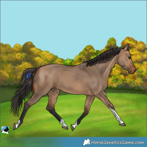 Horse Color:White Spotted Bay Dun Tobiano 