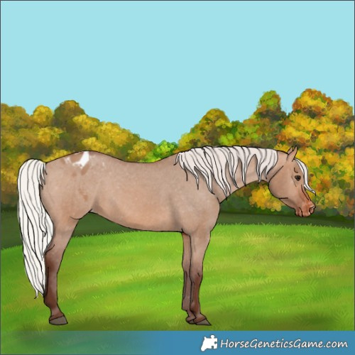 Horse Color:Silver Brown Dun Appaloosa