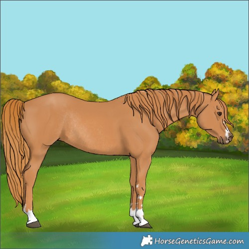Horse Color:Chestnut Rabicano 