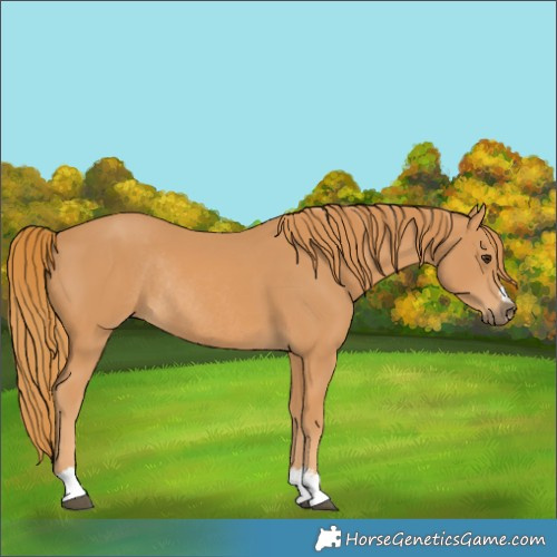 Horse Color:Chestnut Rabicano 