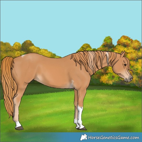 Horse Color:Chestnut Tobiano 
