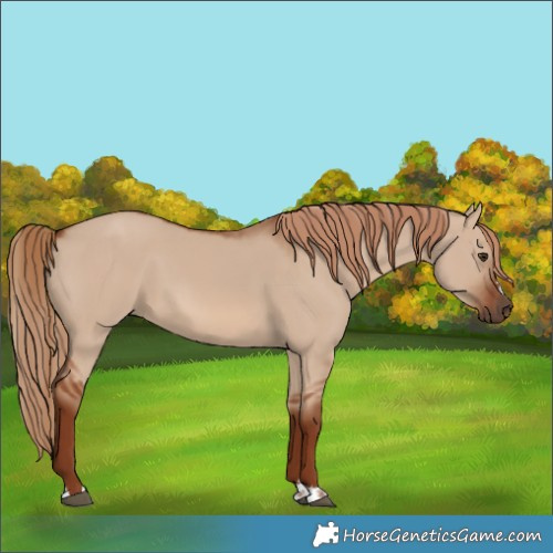 Horse Color:Red Dun